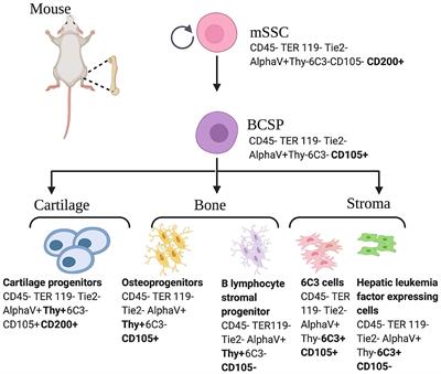 Skeletal Stem Cells—A Paradigm Shift in the Field of Craniofacial Bone Tissue Engineering